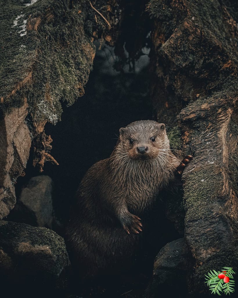 Otter Standing Near Cave Entrance Surrounded With Rocks